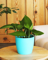 نبات البوتس الداخلي